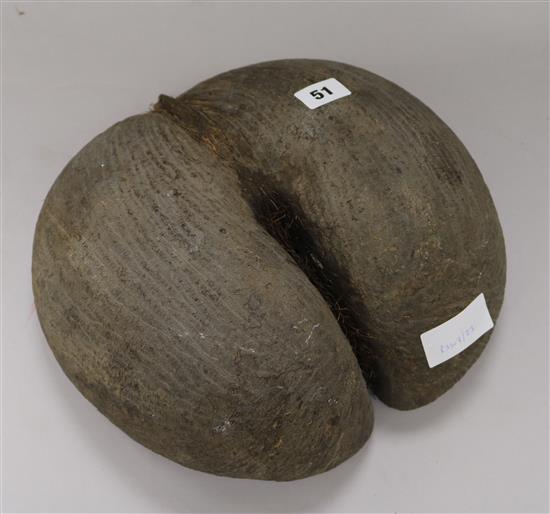 Coco de mer H.28cm, W.29cm